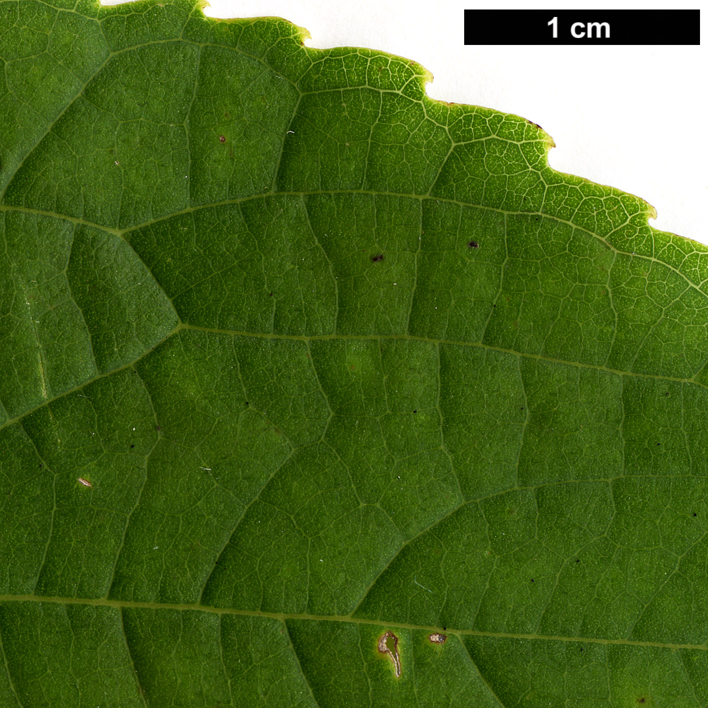 High resolution image: Family: Cannabaceae - Genus: Celtis - Taxon: vandervoetiana